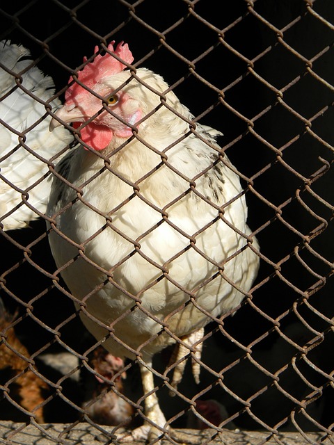 无不压在教 无不压在教