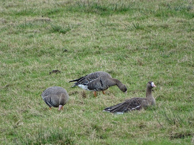 他在巴黎圣 他在巴黎圣
